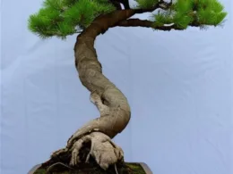 Jak zrobić Bonsai z drzewa sosnowego