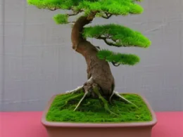 Jak zrobić Bonsai ze styropianu