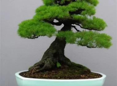 Jak zrobić bonsai z tuji